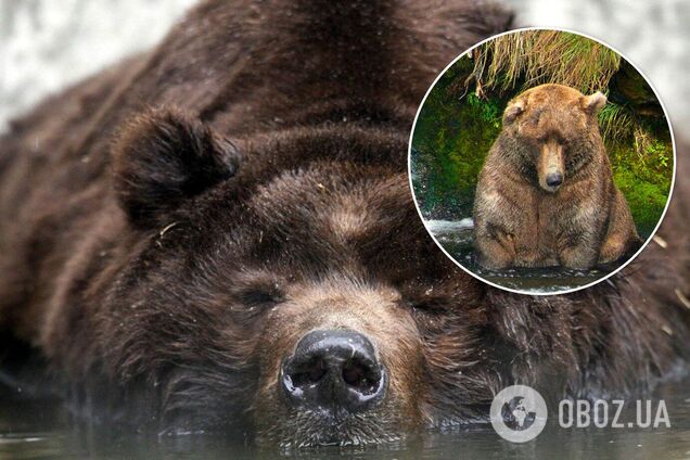 На Алясці вибрали найтовщого ведмедя, який ловить рибу лежачи. Фото