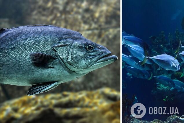 Вчені назвали найкориснішу рибу й пояснили чому