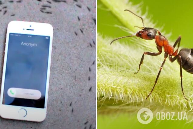Ученые рассказали, почему муравьи маршируют вокруг iPhone