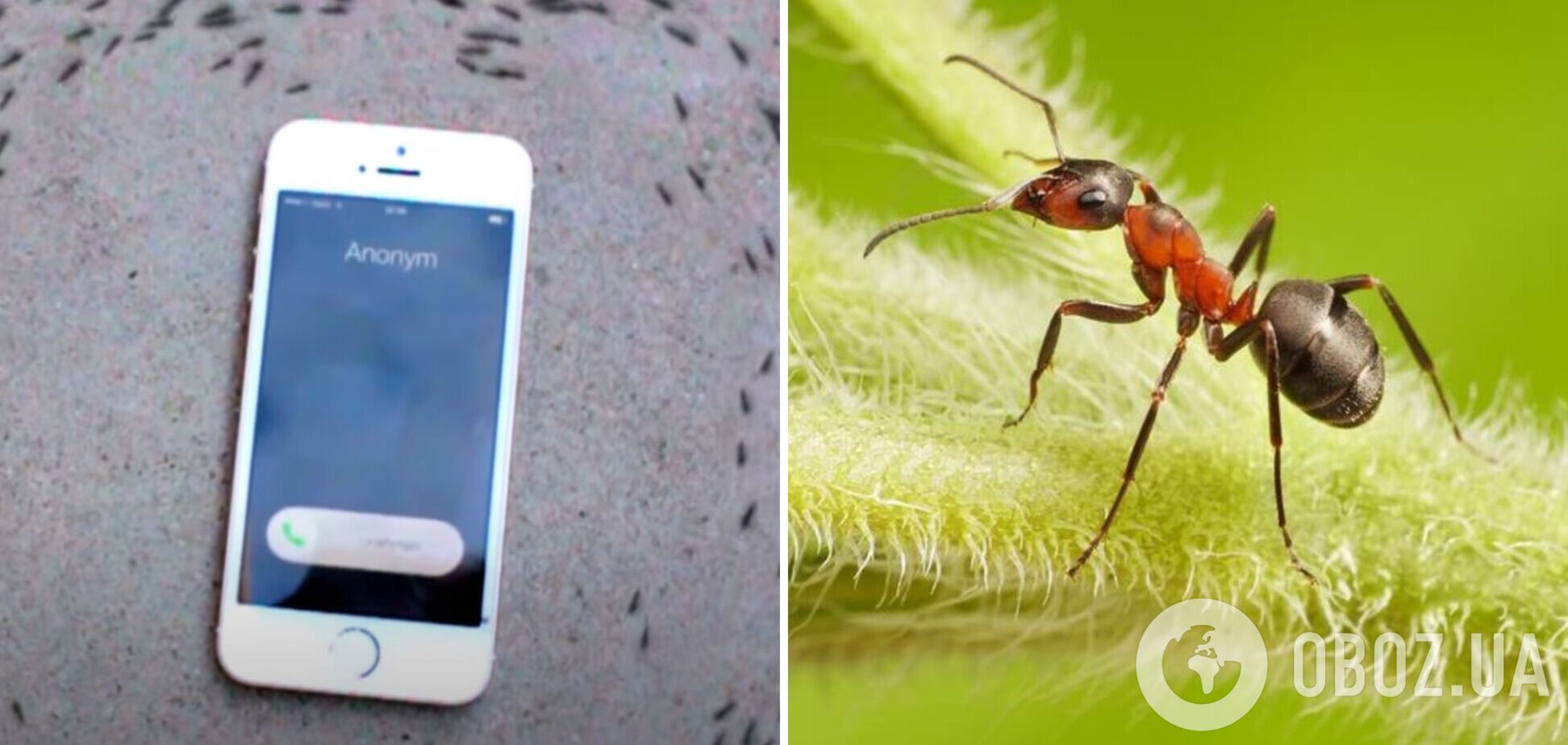Вчені розповіли, чому мурахи марширують навколо iPhone