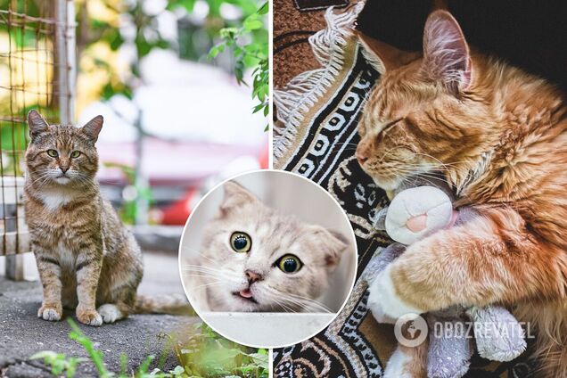 Милые котики