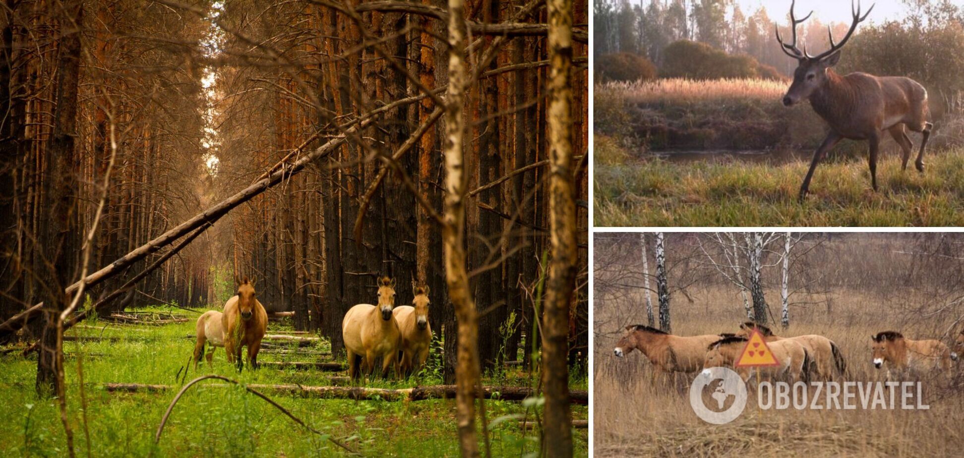 Ученый рассказал об особенностях флоры и фауны в Чернобыльском заповеднике