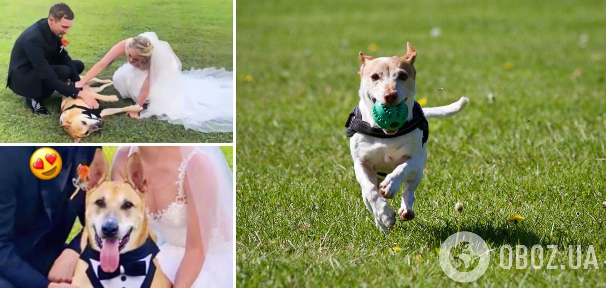 Смешные собаки