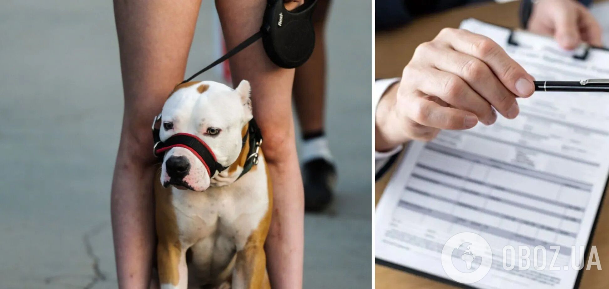 Список опасных пород собак обновили