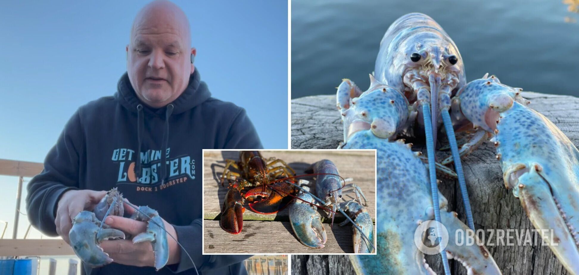 В США поймали редчайшего омара: шанс его увидеть один на 100 млн. Фото и видео