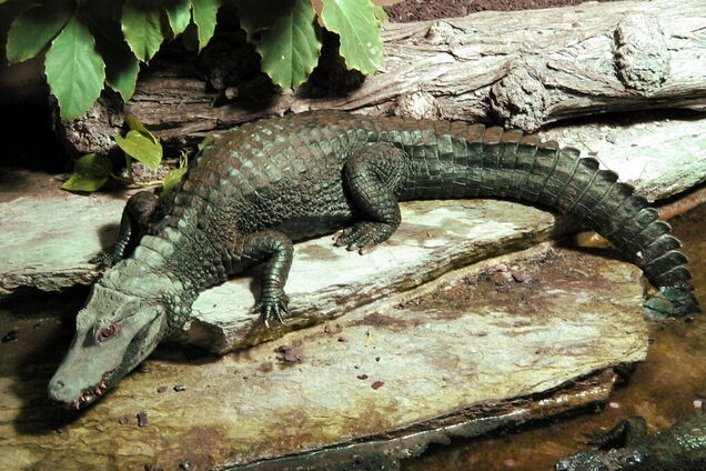 Киянка знайшла у дворі гладколобого каймана