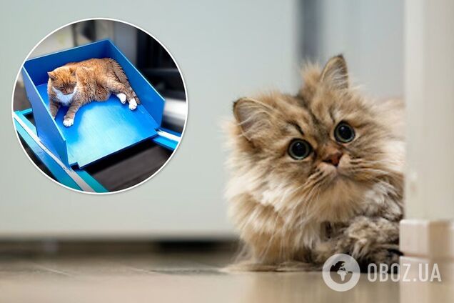 В сети стало вирусным видео со старым котом, катающимся на лифте