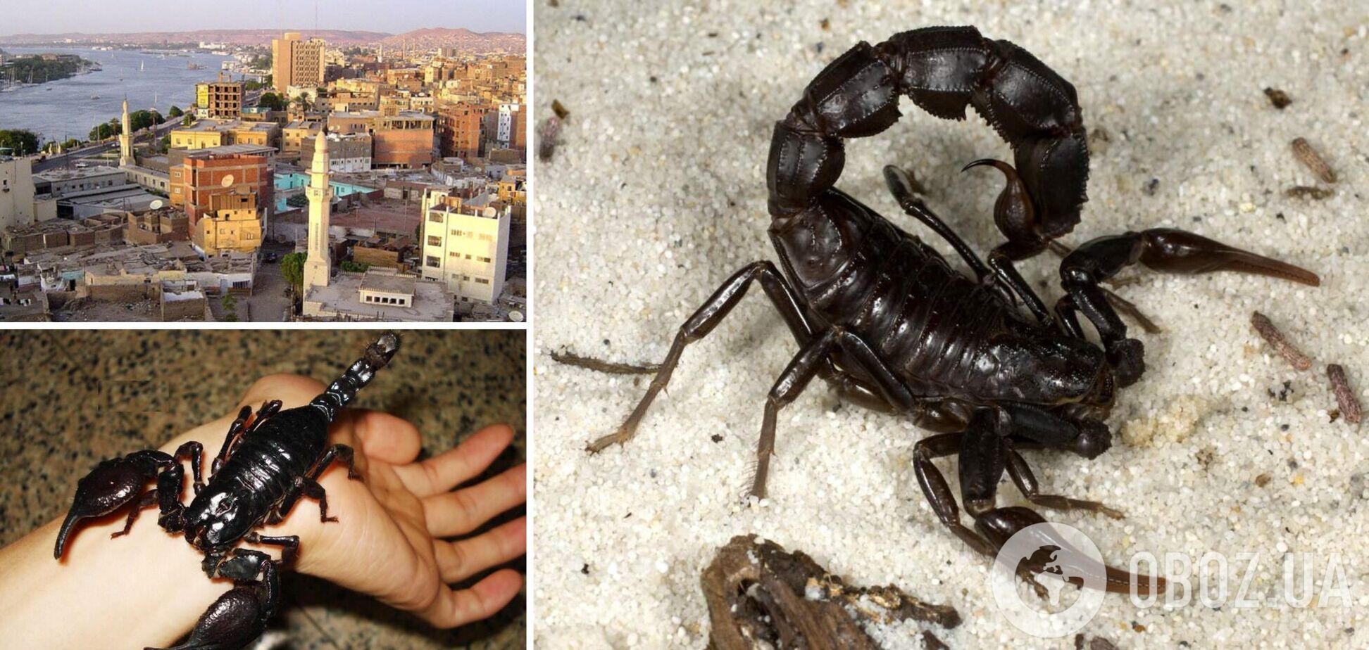 У Єгипті почалася нашестя скорпіонів