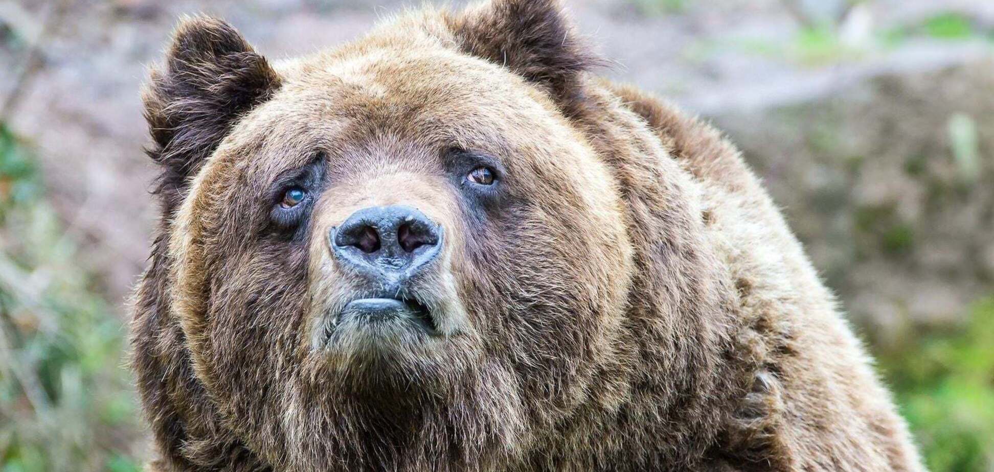 Они называют себя 'русским медведем?'. Даже медведи получают по яйцам