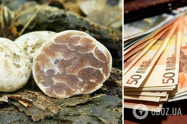 Вес трюфеля составил 830 грамм