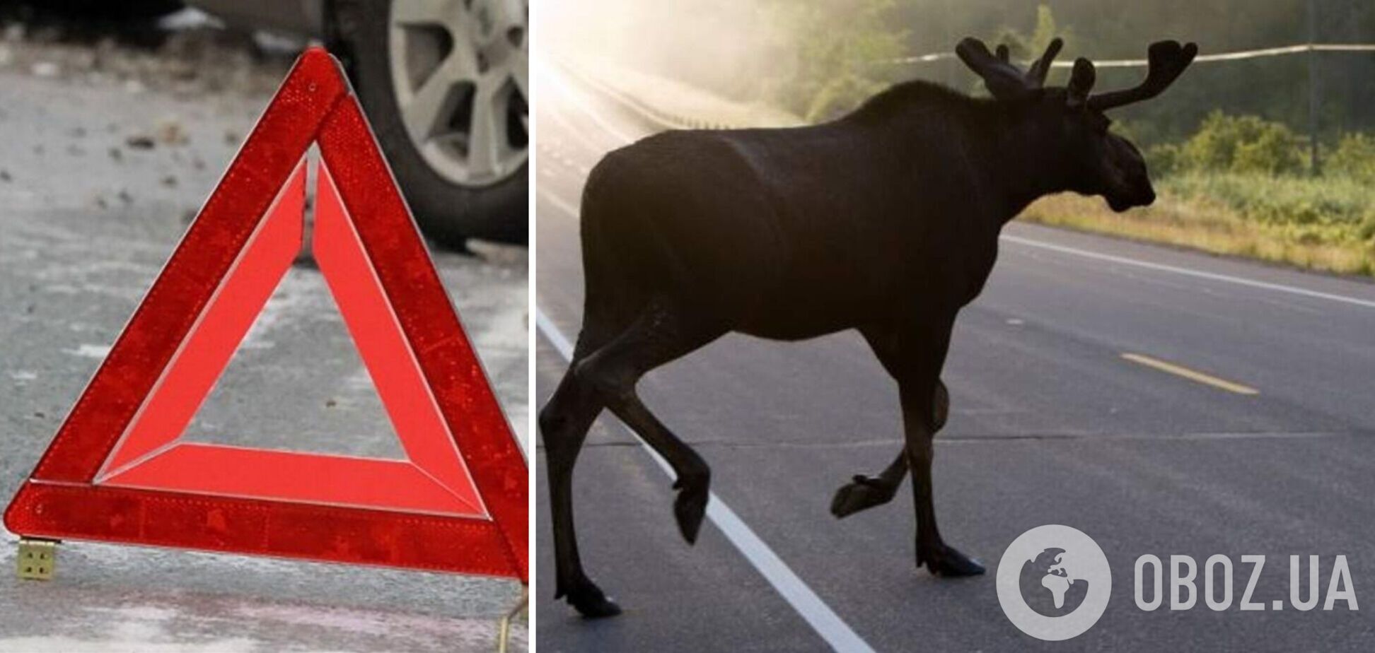 У Волинській області авто збило лося, що раптово вискочив на дорогу. Фото