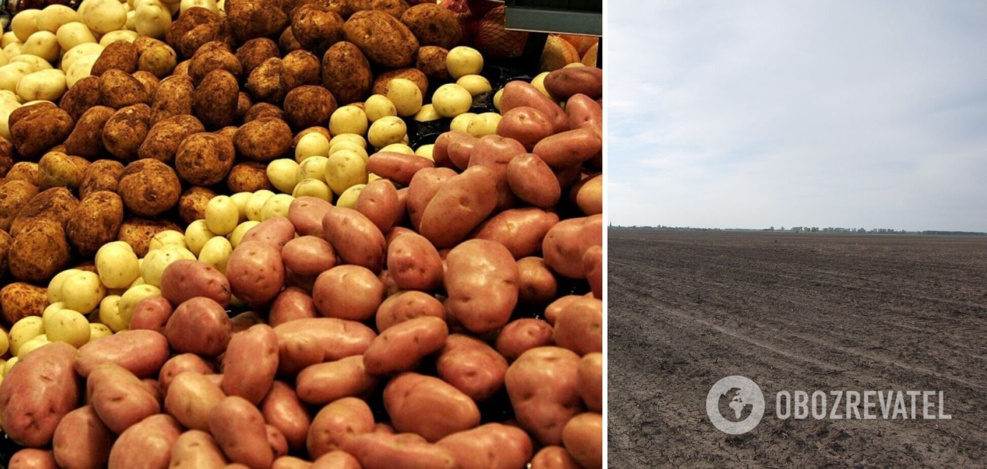 Только 10% украинского картофеля выращивается промышленно