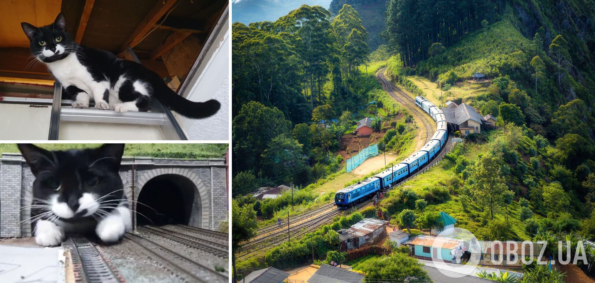 Кот стал популярный после игры на железной дороге