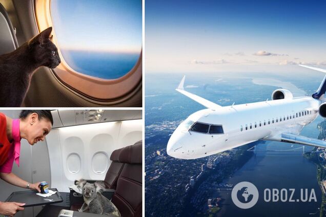 В самолете часто перевозят животных