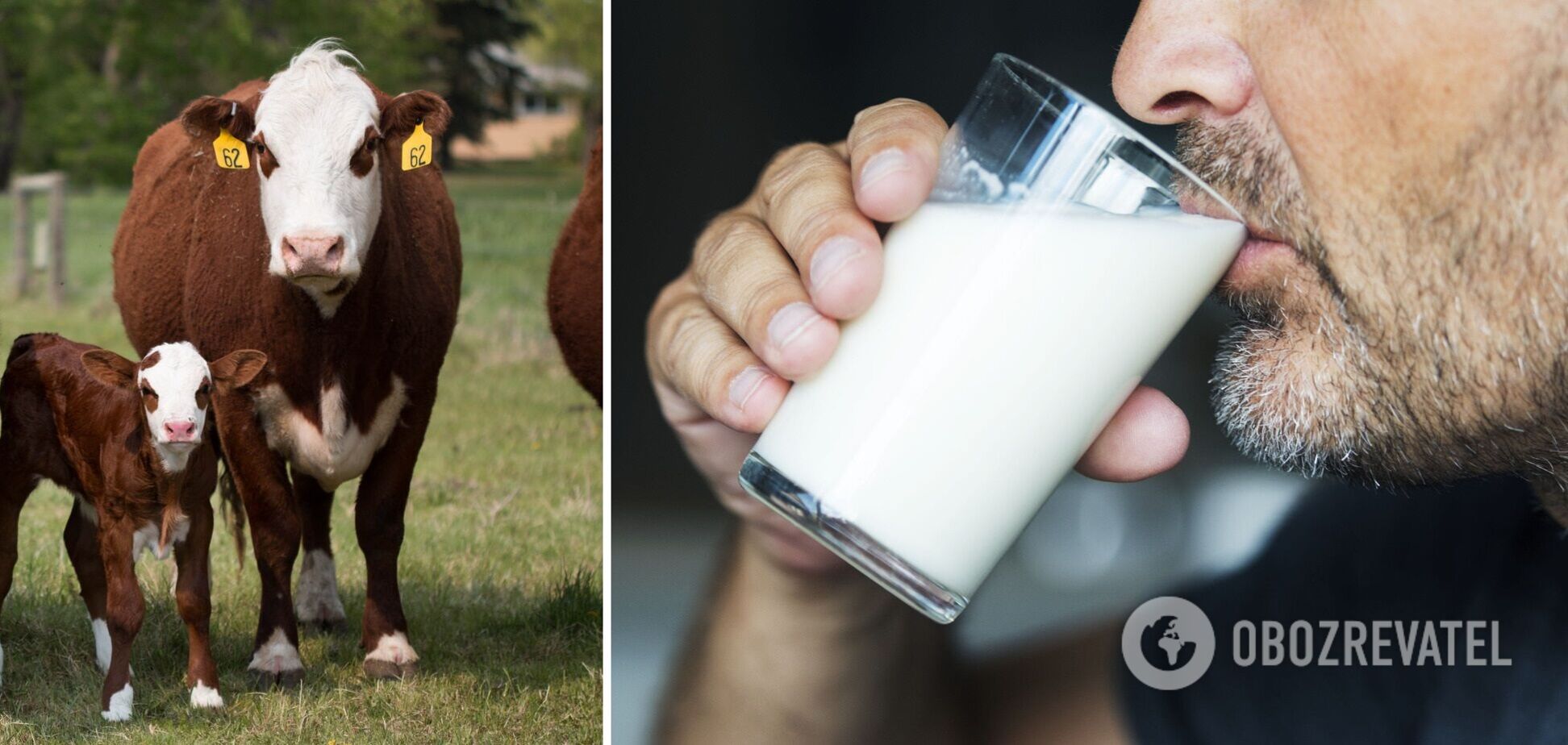 В Украине упало производство молока