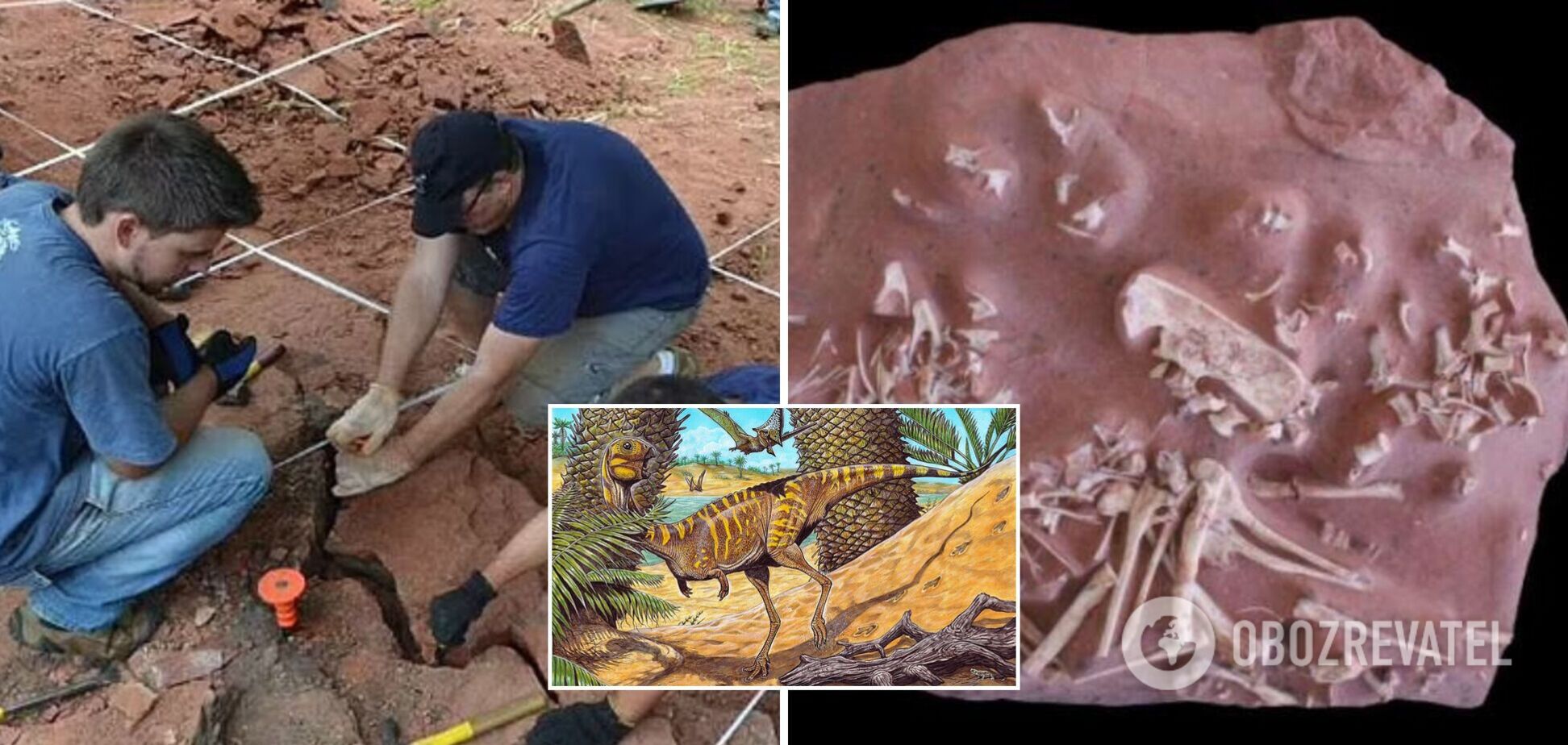 В Бразилии обнаружили останки динозавра, жившего 70 млн лет назад: оказалось, что хищник был беззубым. Фото