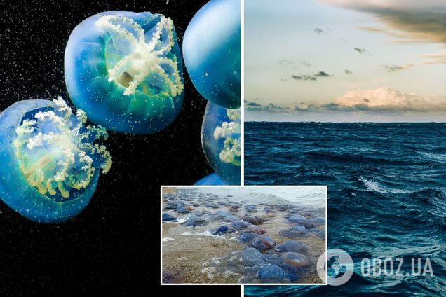 Море викинуло мертвих медуз на берег