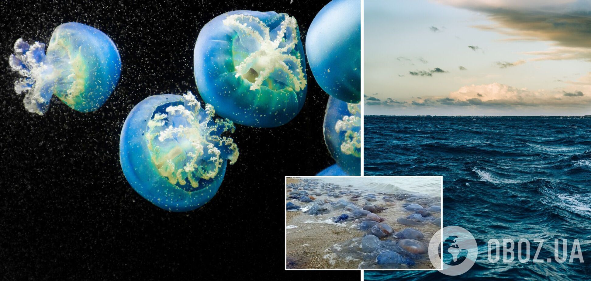 Море выбросило мертвых медуз на берег