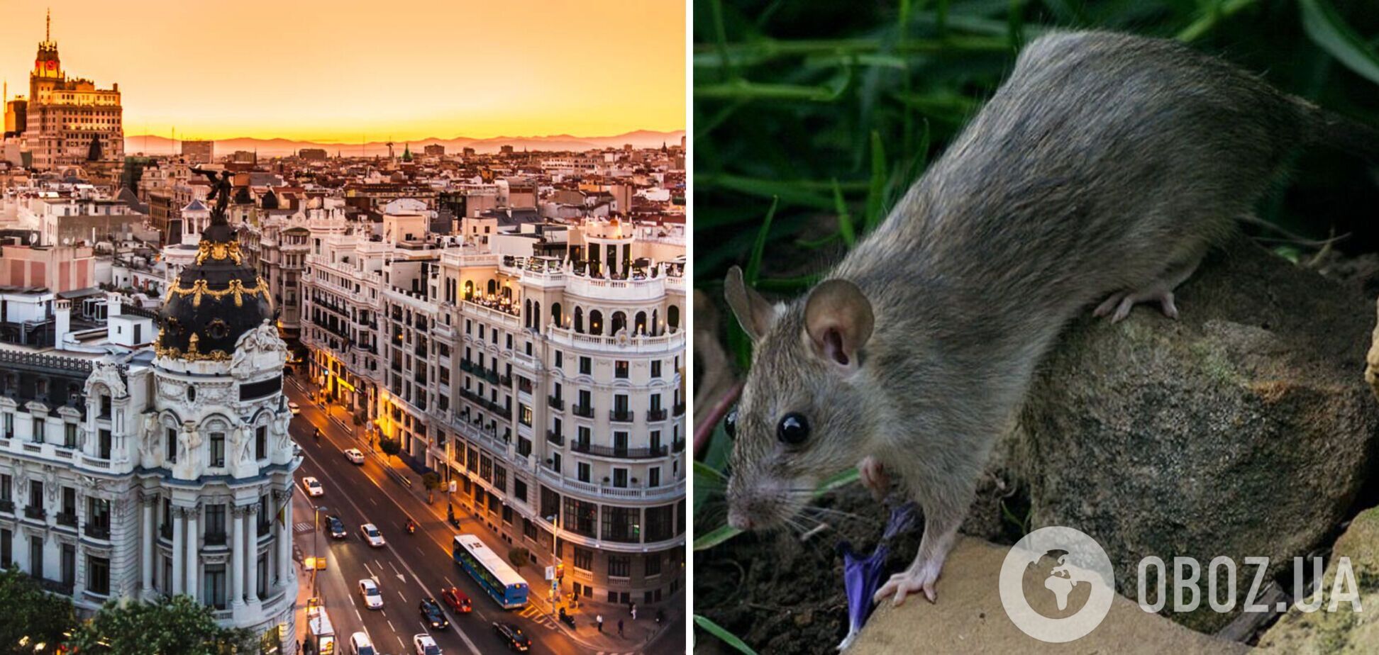 Популярні курорти в Європі атакували чорні щури: лікарі б'ють на сполох через можливу епідемію