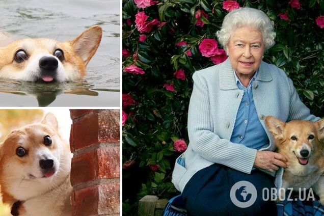 Песики корги позируют на камеру