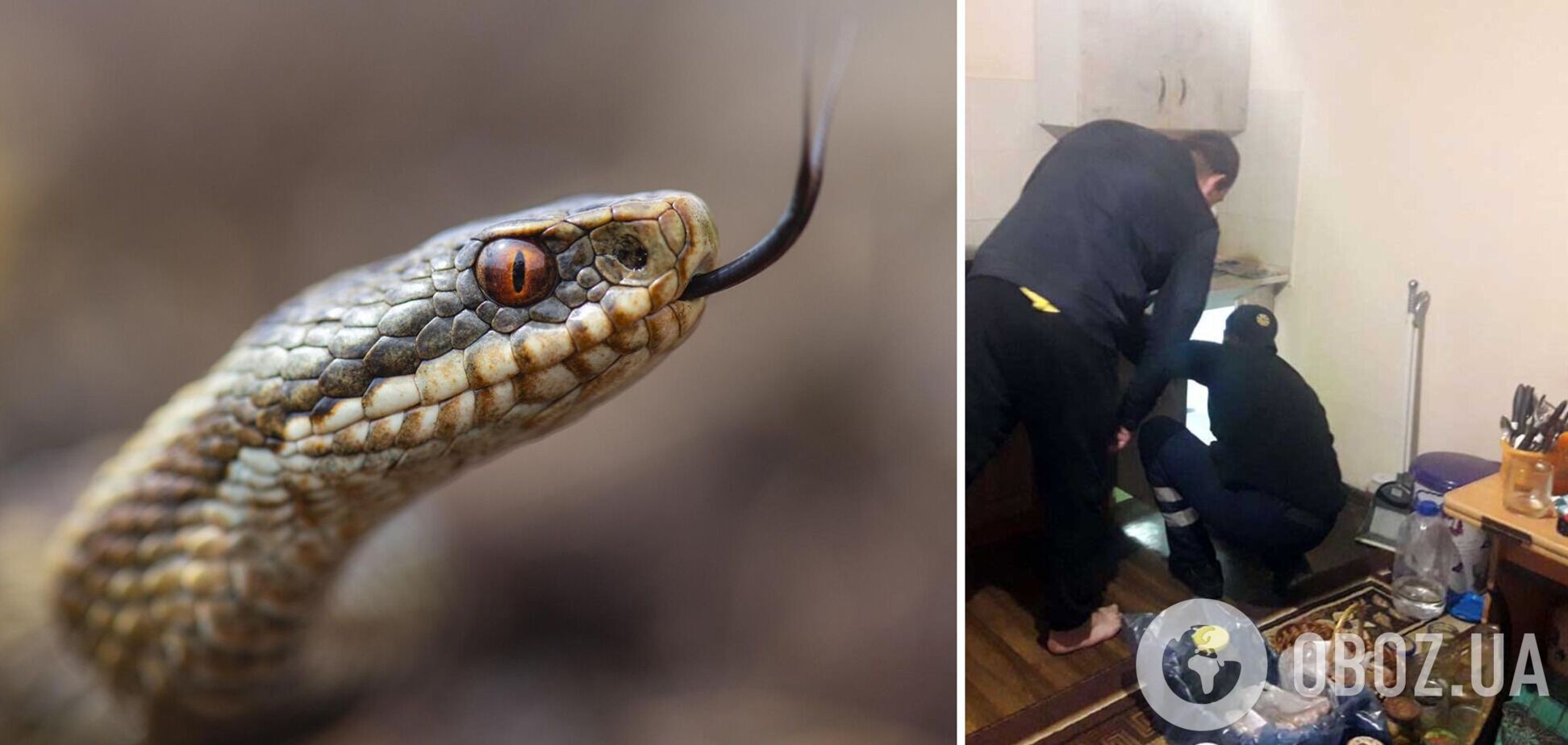 В Днепре жители дома обнаружили непрошенную гостью: метровая змея поселилась на кухне. Фото