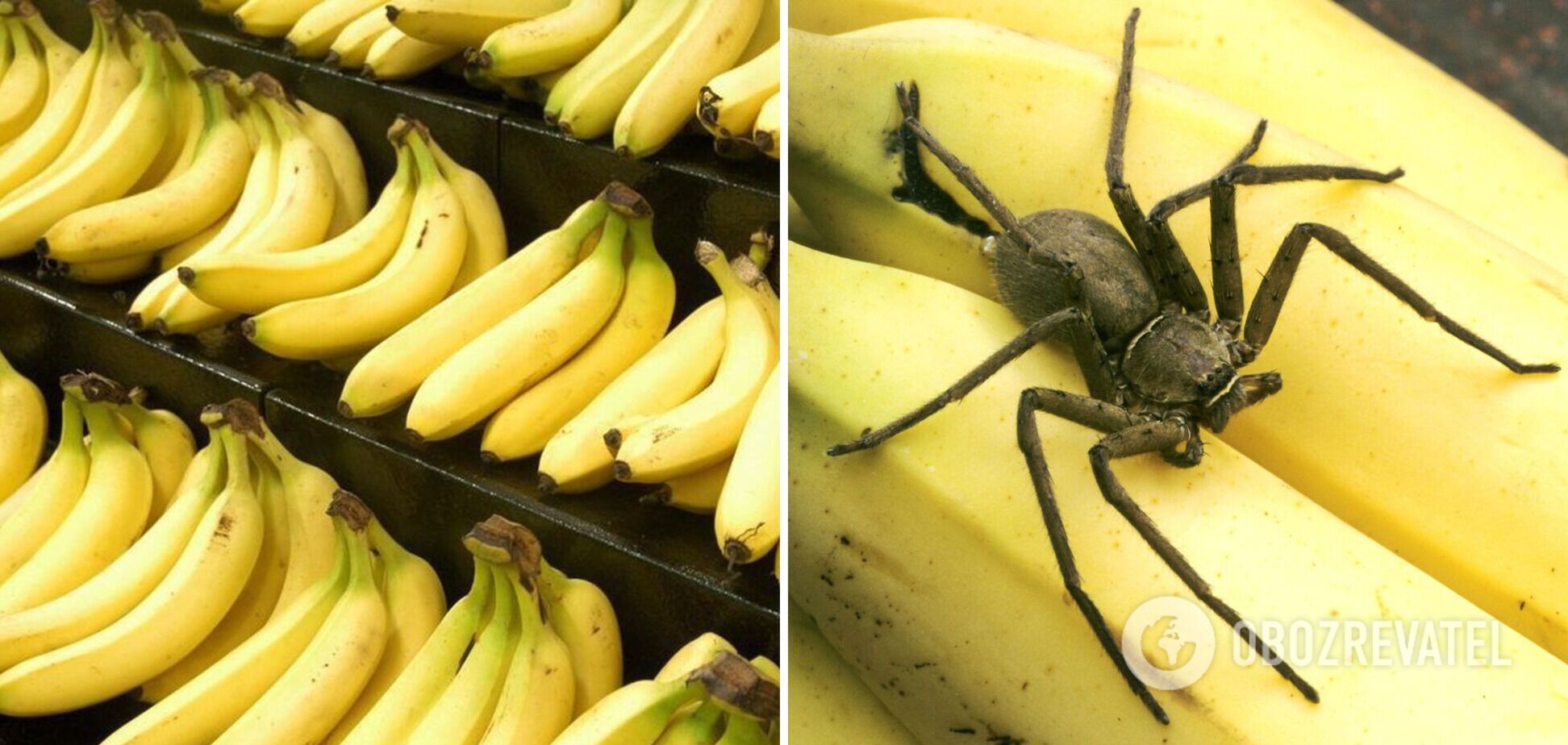У відомій мережі супермаркетів на бананах виявили 'найотруйнішого павука у світі'. Фото