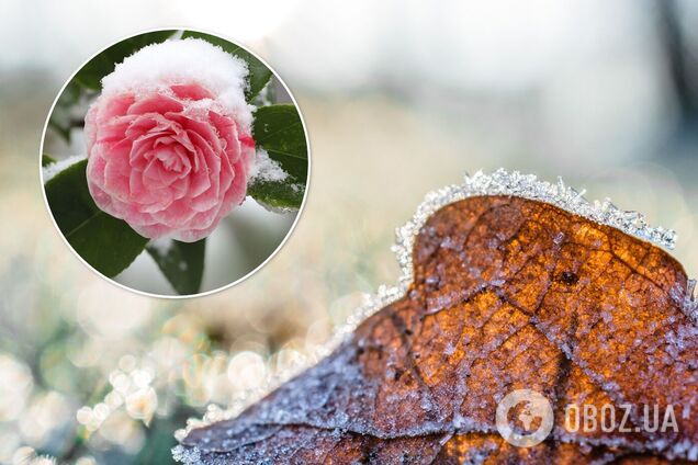 Посевной календарь на декабрь 2021 - Украина