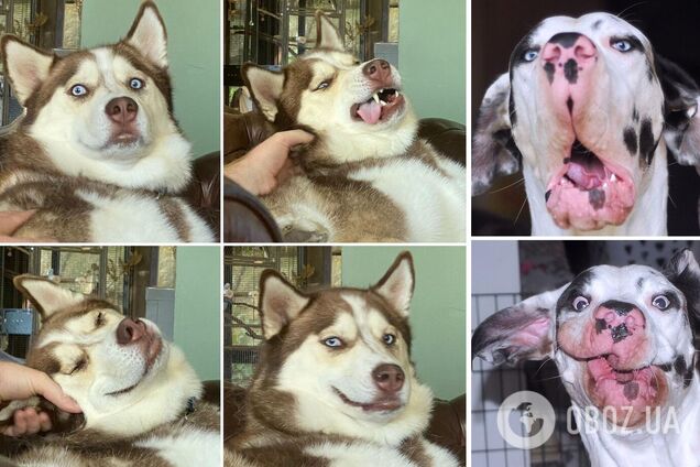 Песики демонстрируют разные эмоции