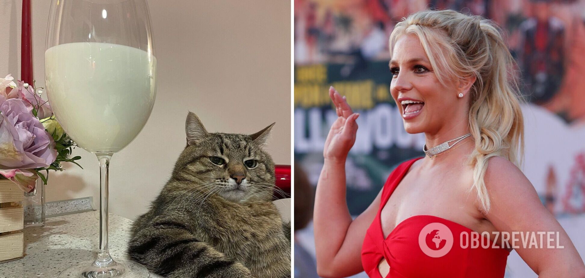 Тысячи сообщений на разных языках: владелица кота Степана из Харькова прокомментировала безумную популярность благодаря Спирс
