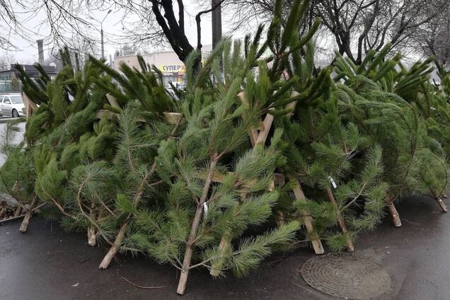 Елочные базары откроют во всех районах столицы