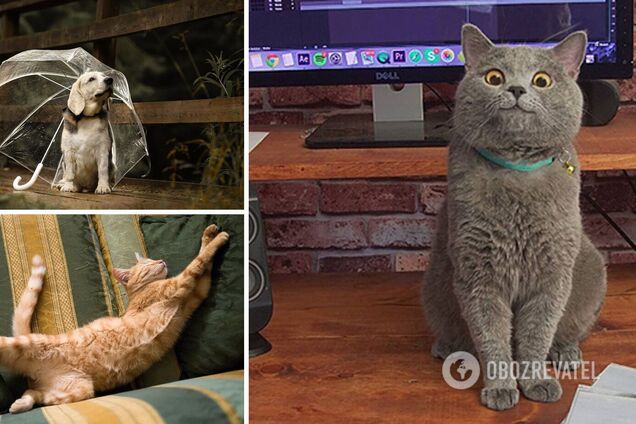 Любимцы мастерски позируют