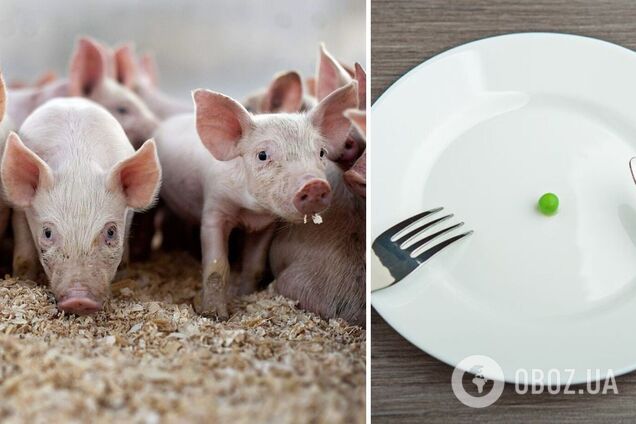 Производство свинины в Украине может прекратиться