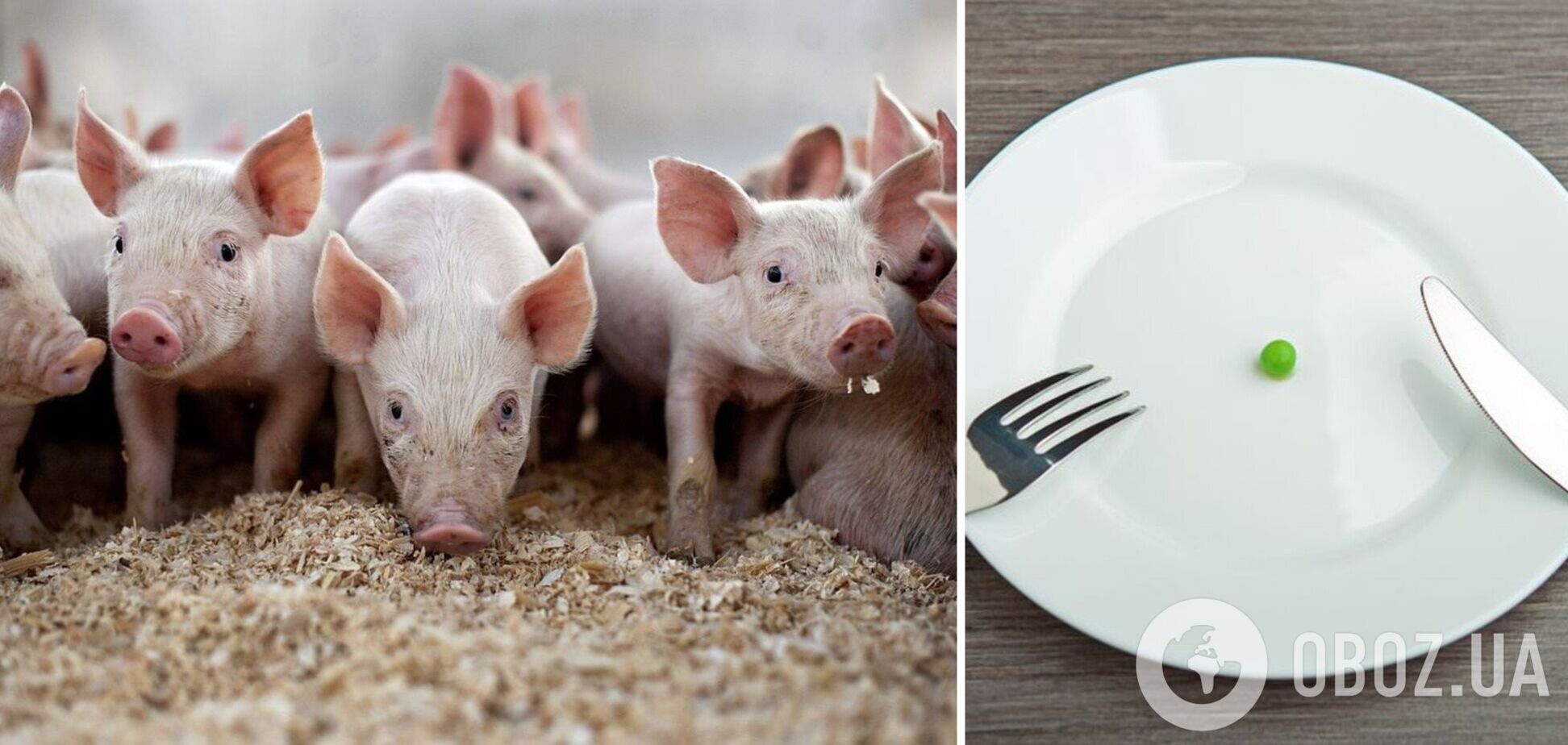 Производство свинины в Украине может прекратиться