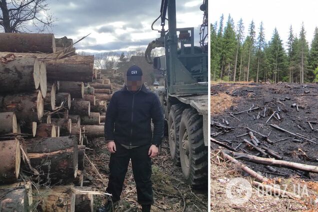 В Україні масово вирубували ліс і вивозили за кордон