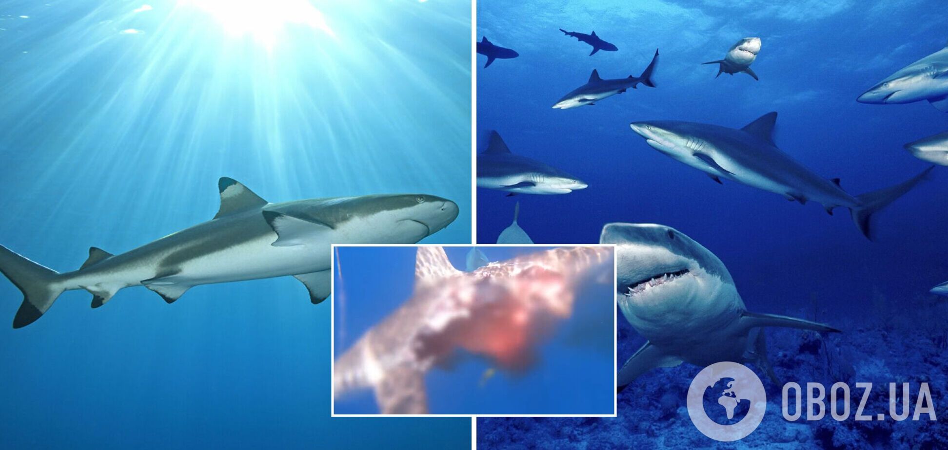 Вчений зняв на відео акулу-зомбі, половину якої з'їли хижаки. Жахливі кадри