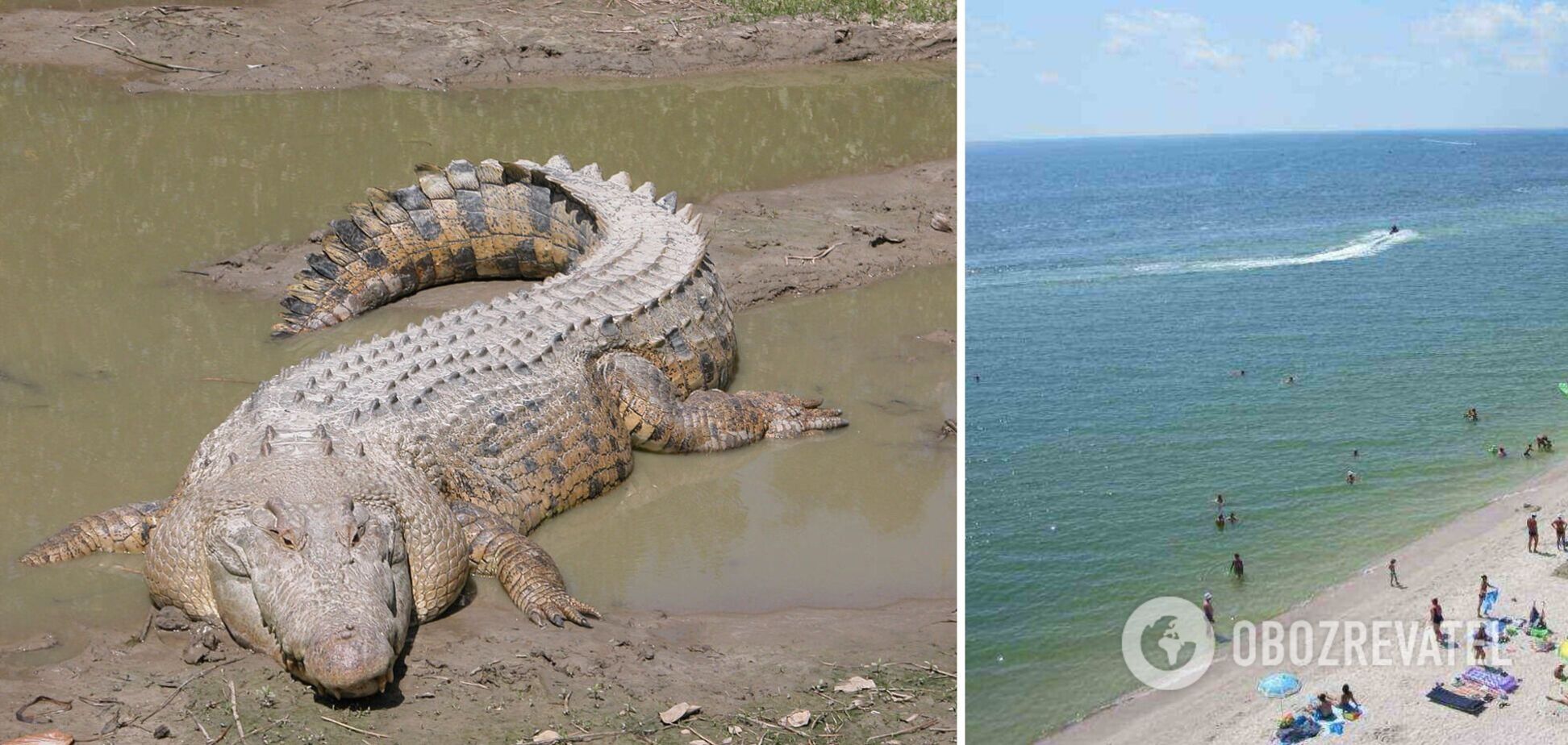 На берегу Азовского моря нашли мертвого крокодила. Фото