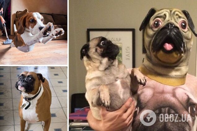 Песики показали испуг на камеру