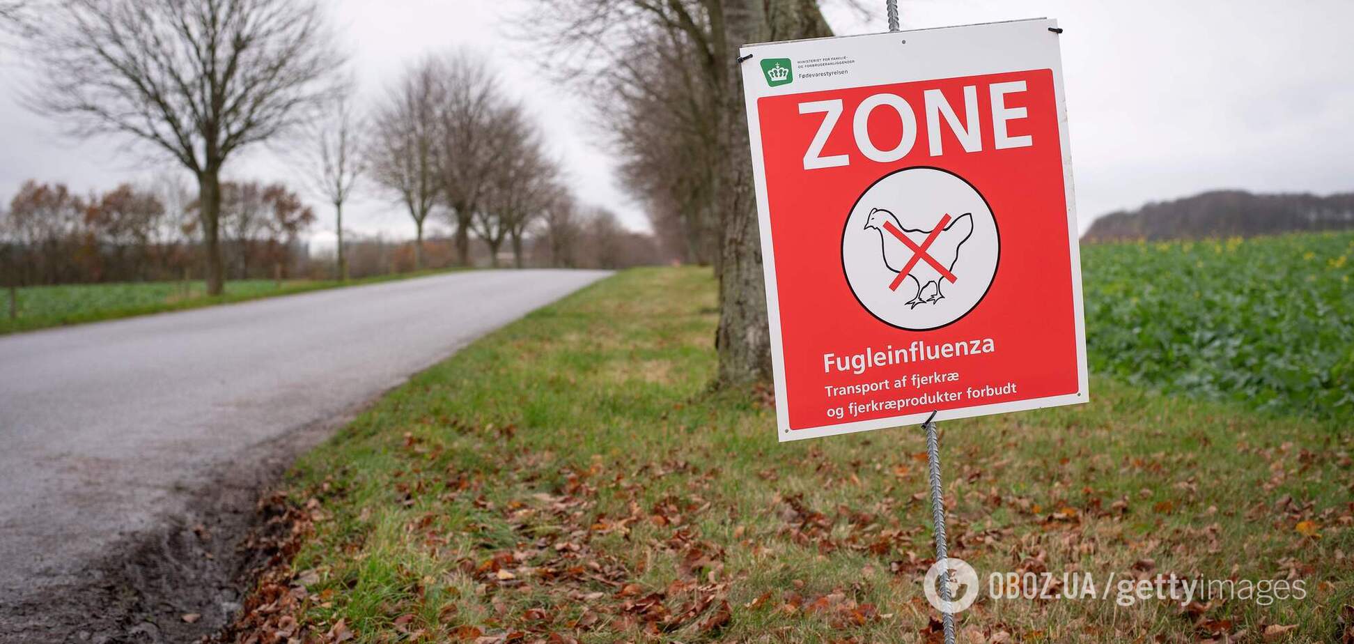 У Данії зафіксували спалах пташиного грипу H5N1: це другий випадок у Європі за два тижні