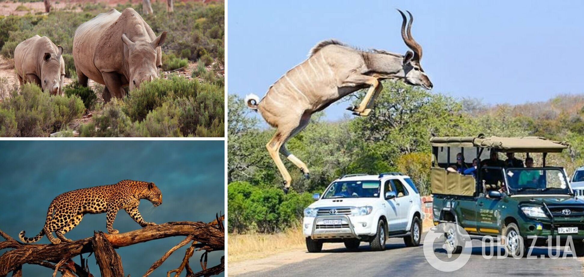 Животные озадачили пользователей сети