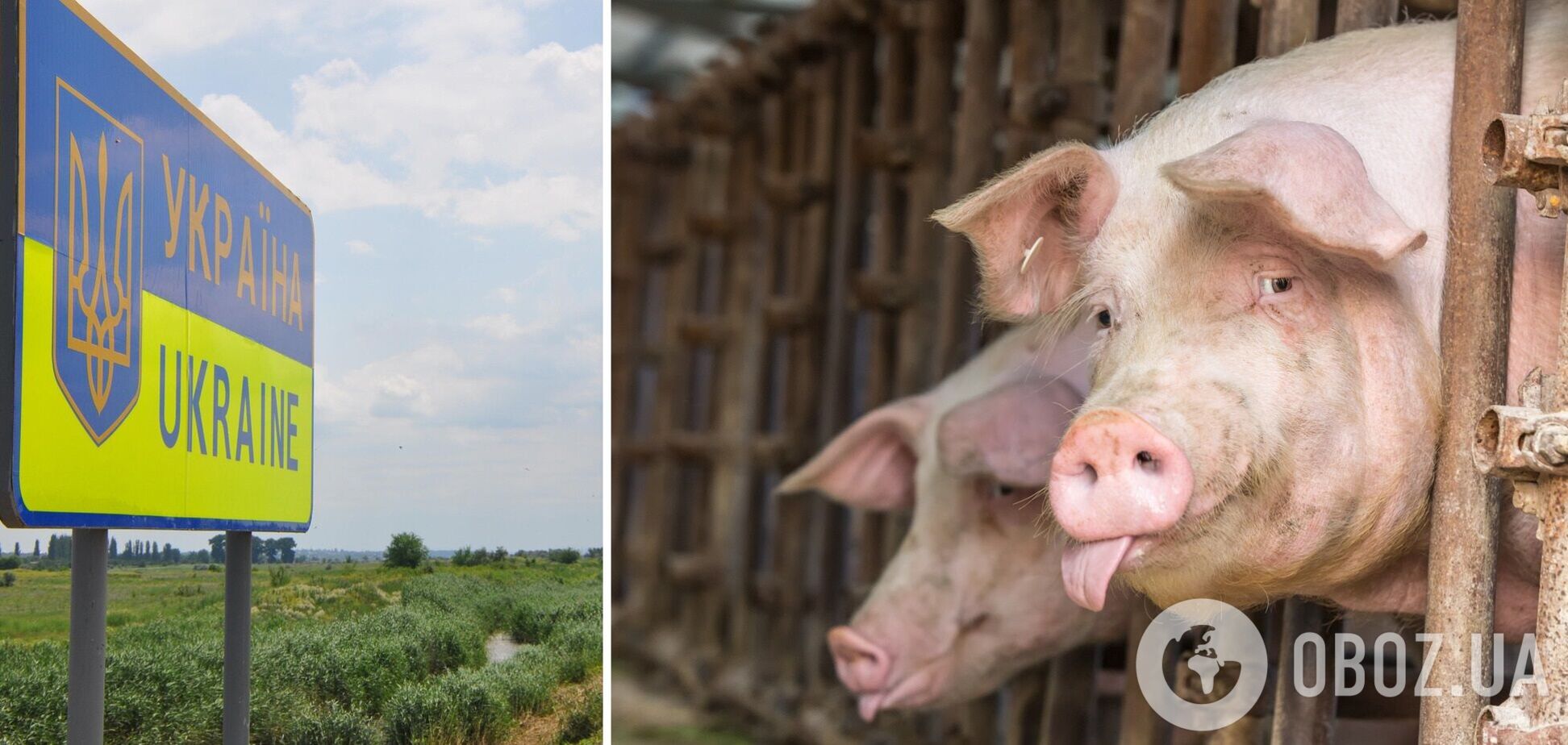 До України ввозять дедалі більше свинини з Європи