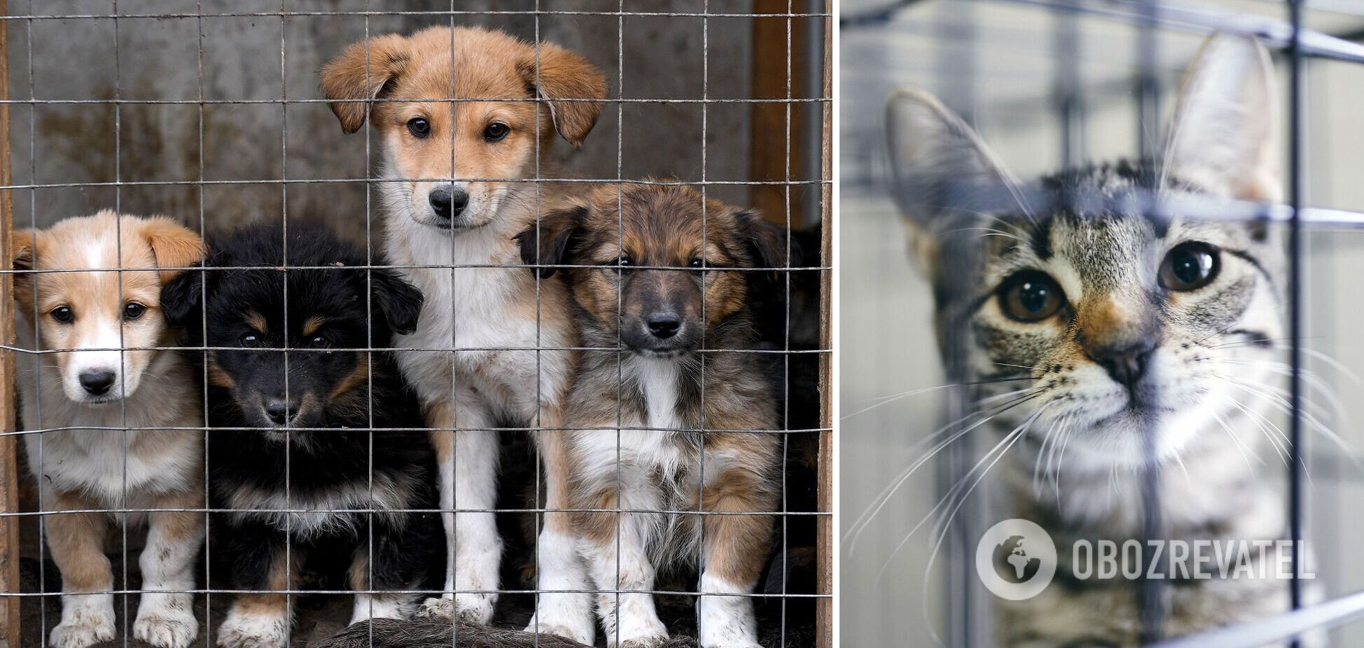 В Италии на содержание кошек и собак потратят 1 млн евро: его перед смертью завещала пожилая женщина