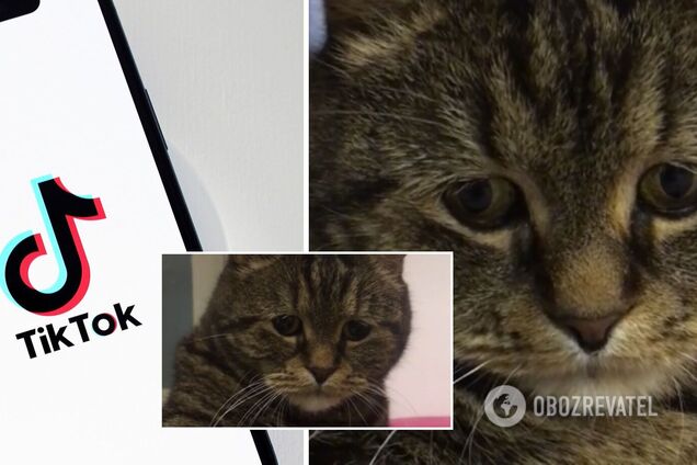 TikTok с грустным котом