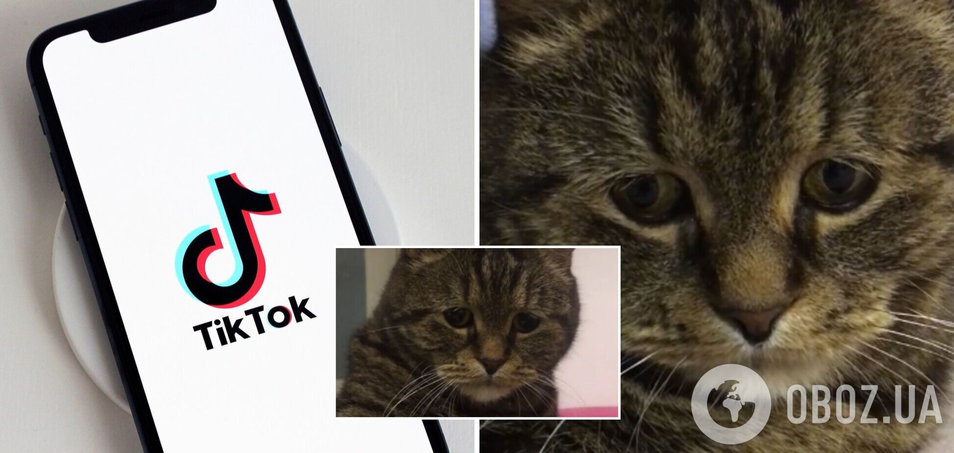 TikTok з сумним котом