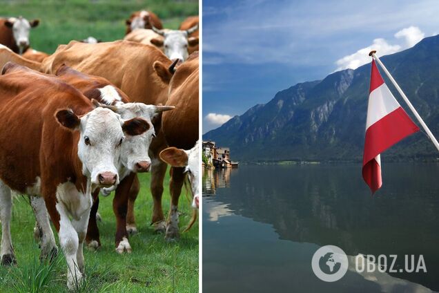 Україна купуватиме корів в Австрії