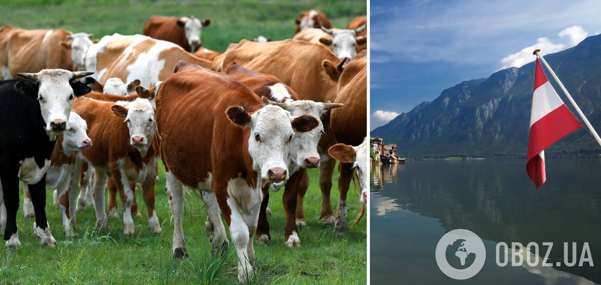 Украина будет покупать коров в Австрии