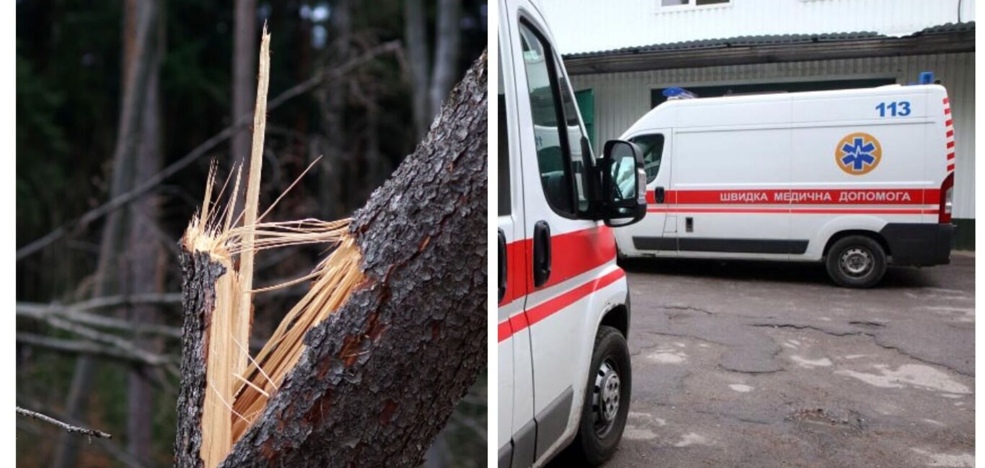 На Харьковщине сильный ветер повалил дерево, погибла женщина