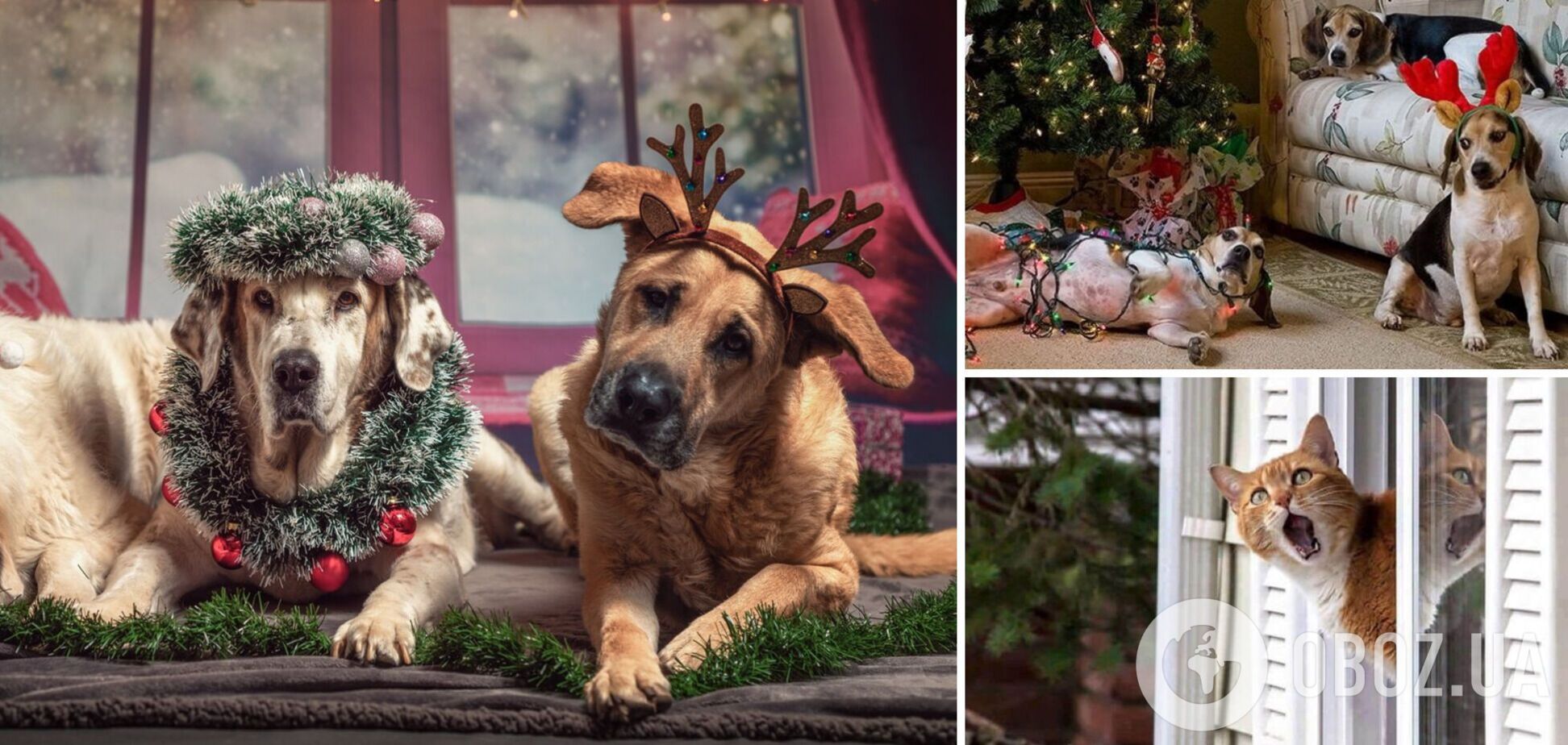 Любимцы устроили беспорядок дома