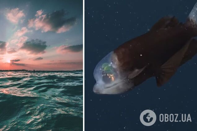 У побережья Калифорнии сняли на видео необычную рыбу: у нее полупрозрачная голова