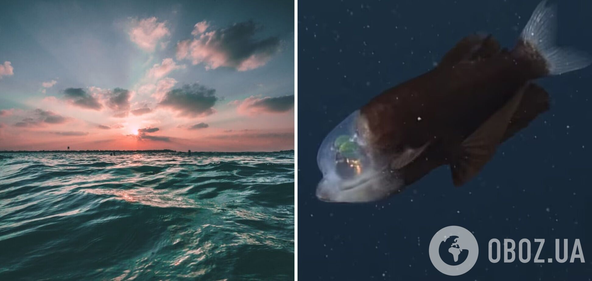 У побережья Калифорнии сняли на видео необычную рыбу: у нее полупрозрачная голова