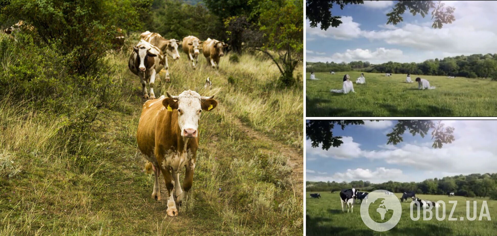 Виробник молока зобразив жінок коровами, яких потрібно доїти. Деталі скандалу та відео